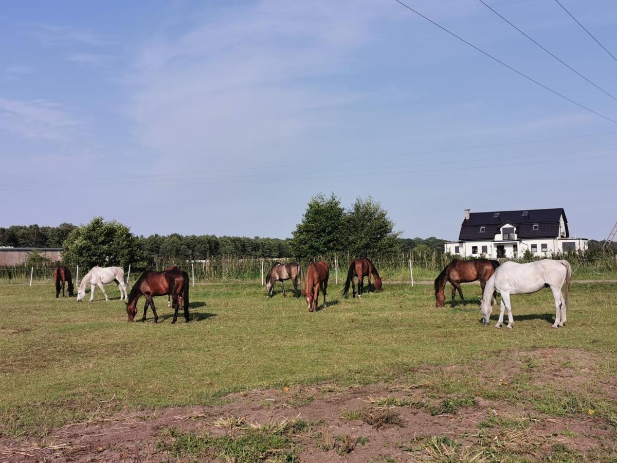 Domek Leba Nowecin Esterno foto